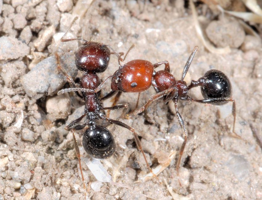 Formiche in onore di Ezio Sgr� - Tetramonium